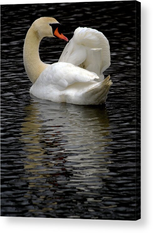 Swans Acrylic Print featuring the photograph Black and white 2 by Brian Stevens