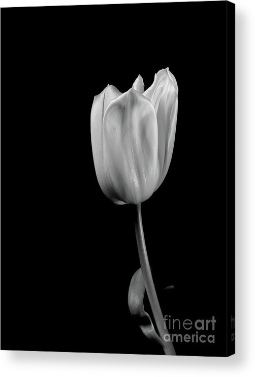 Floral Acrylic Print featuring the photograph Black And White Tulip by Dariusz Gudowicz