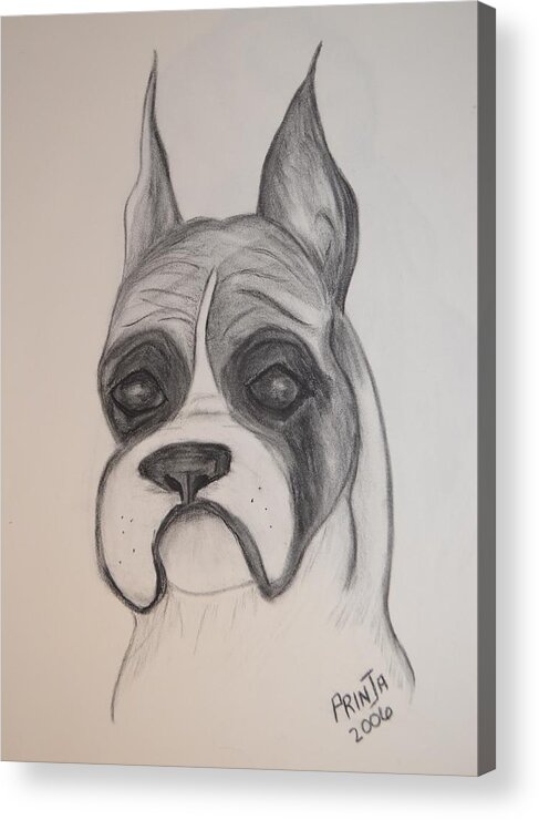 Breed Acrylic Print featuring the drawing Boxer by Maria Urso