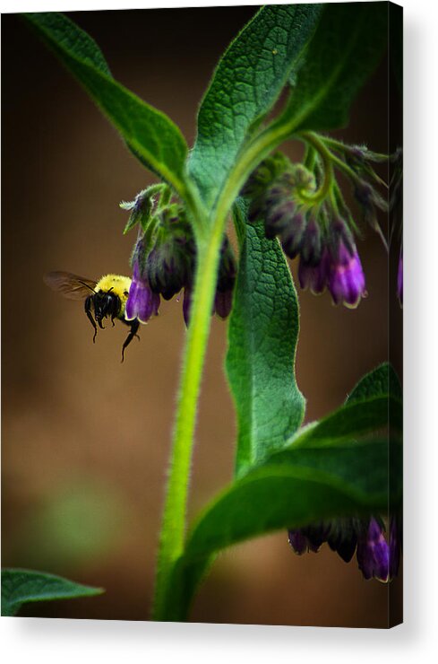 Bee Acrylic Print featuring the photograph Bumble Bee 5 by Scott Hovind