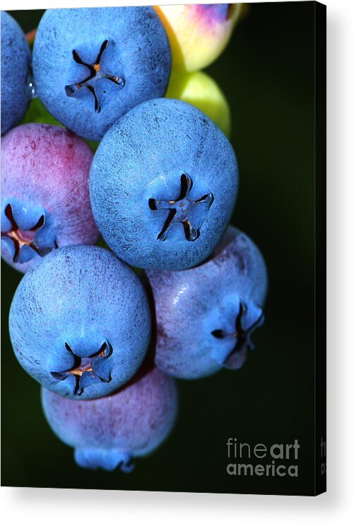 Blueberry Acrylic Print featuring the photograph Bunch of Blueberries by Sharon Talson