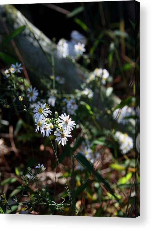 Daisy Acrylic Print featuring the photograph Country Memory by Karen Harrison Brown