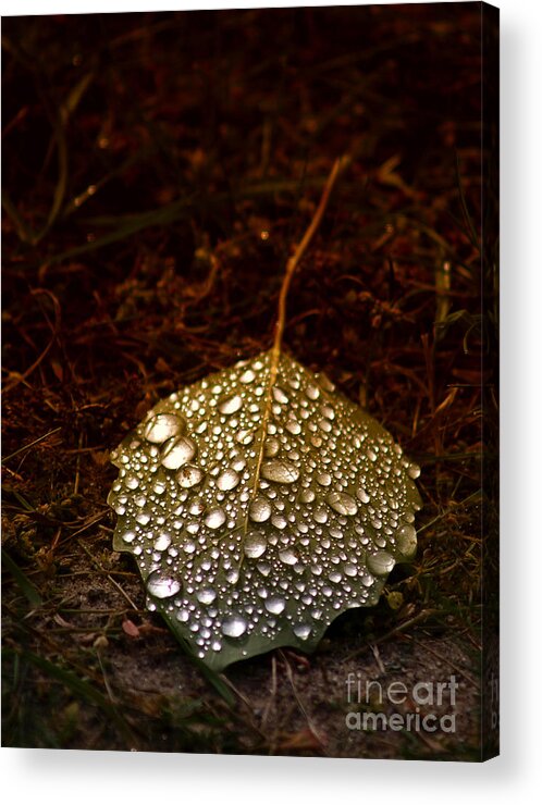 Dew Acrylic Print featuring the photograph Dewdrops by Terry Doyle