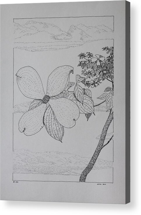 Dogwood Acrylic Print featuring the drawing Dogwood by Daniel Reed