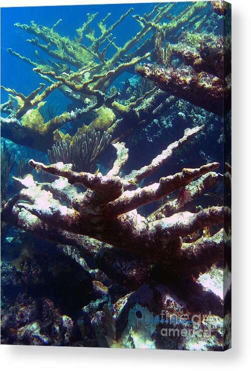 Elkhorn Acrylic Print featuring the photograph Elkhorn Coral- Old and New by Li Newton