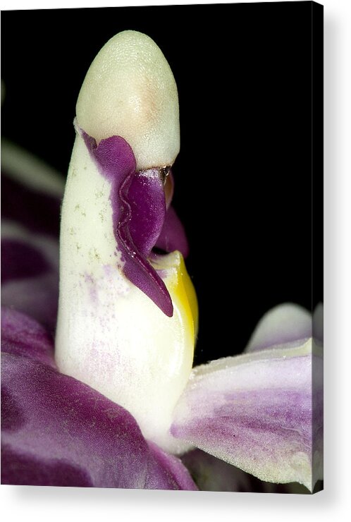 Orchid Acrylic Print featuring the photograph Exotic Orchid Flower by C Ribet