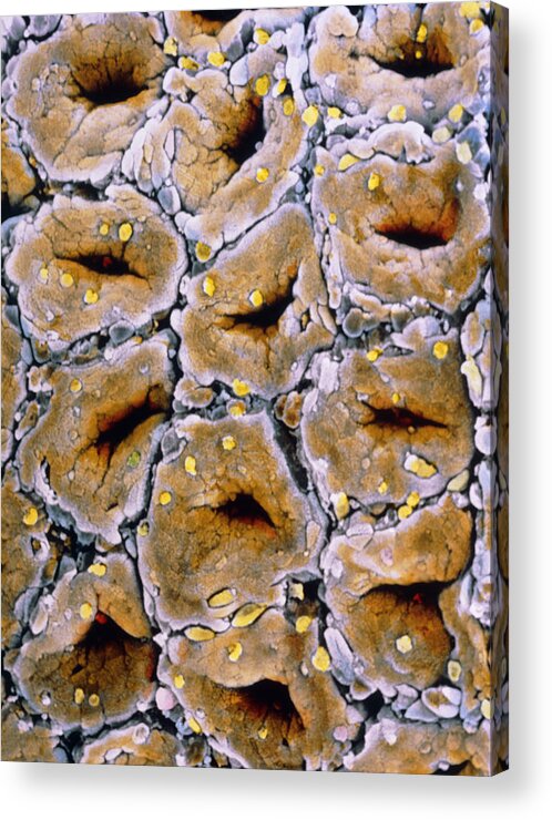 Gland Acrylic Print featuring the photograph False-colour Sem Of Glandular Mucosa Of Colon by Prof. P. Mottadept. Of Anatomyuniversity \la Sapienza\, Rome