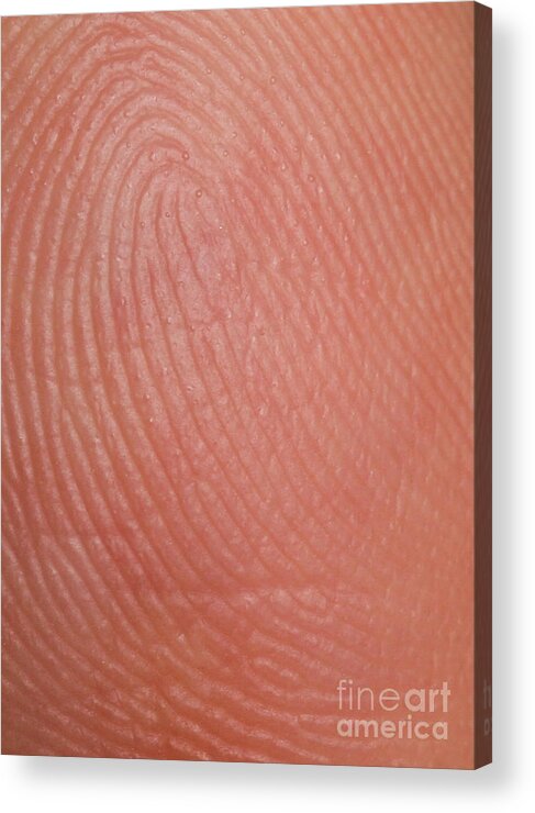 Finger Acrylic Print featuring the photograph Fingerprint Ridges by Photo Researchers, Inc.