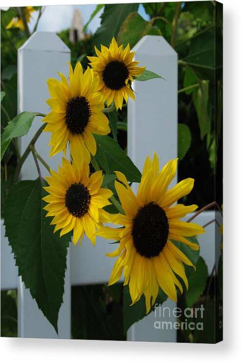 Sunflowers Acrylic Print featuring the photograph Flowers on a Fence by Grace Grogan