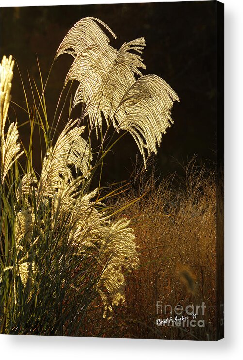 Grass Acrylic Print featuring the photograph Golden Maiden Grass Botanical WALL ART by Carol F Austin