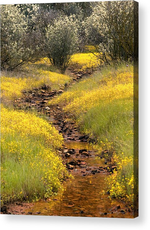 Spring Acrylic Print featuring the photograph Golden Spring by Floyd Hopper
