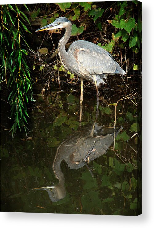 Great Blue Heron Acrylic Print featuring the mixed media Great Blue Heron 1 by Bruce Ritchie