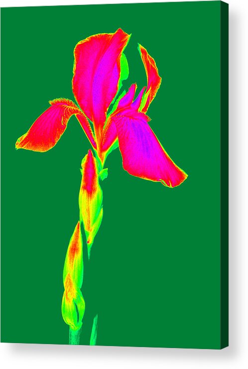 Iris Acrylic Print featuring the photograph Manipulated Beauty by Kim Galluzzo