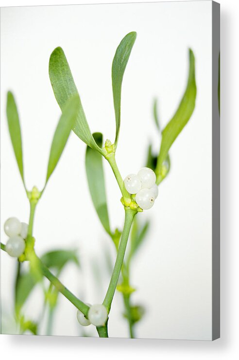 Viscum Album Acrylic Print featuring the photograph Mistletoe Sprigs by Lawrence Lawry