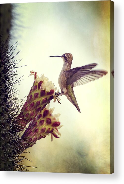 Hummingbird Acrylic Print featuring the photograph On the Edge II by Saija Lehtonen