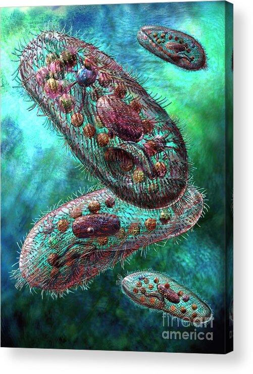 Biological Acrylic Print featuring the digital art Paramecium by Russell Kightley