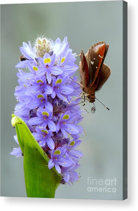 Butterfly Acrylic Print featuring the photograph Quilling Butterfly by Renee Trenholm