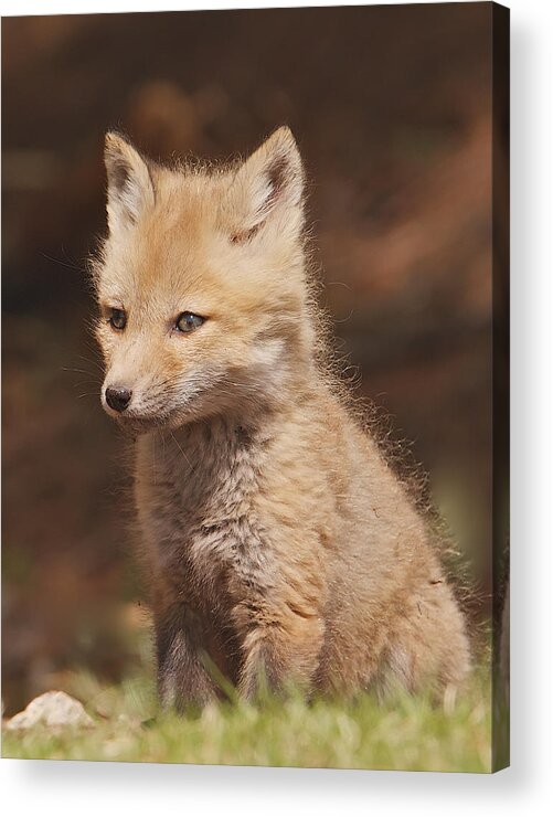 Red Fox Acrylic Print featuring the photograph Red Fox Kitt by Dale J Martin