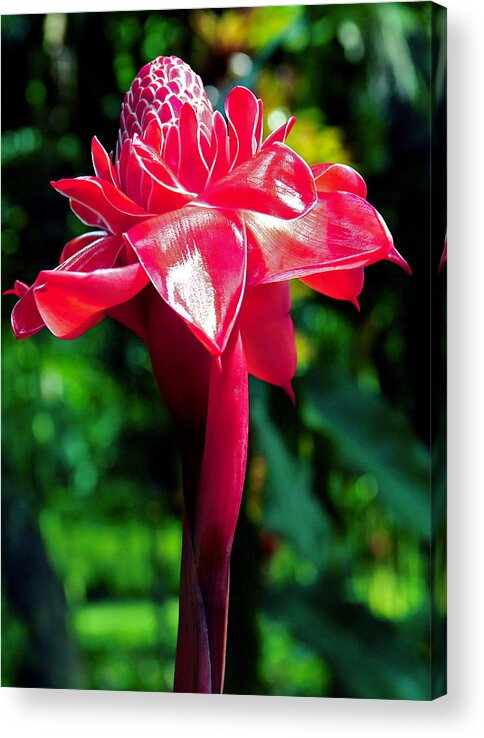 Torch Ginger Acrylic Print featuring the photograph Red Torch Ginger by Jocelyn Kahawai