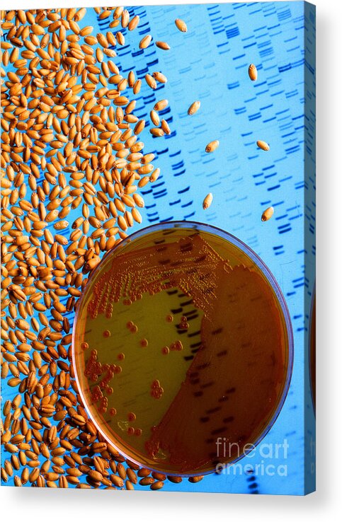 Agriculture Acrylic Print featuring the photograph Resistant Wheat Seeds by Science Source