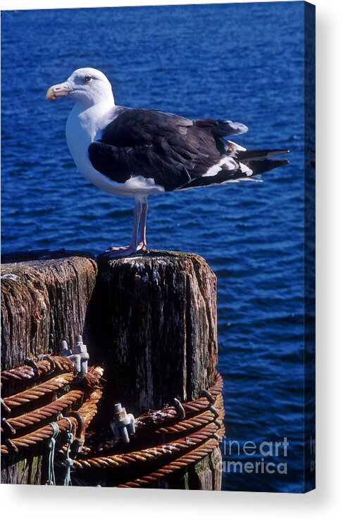 Seagull Acrylic Print featuring the photograph Seagull by John Greim