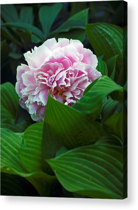 Peony Acrylic Print featuring the photograph Soft Pink by Elsa Santoro