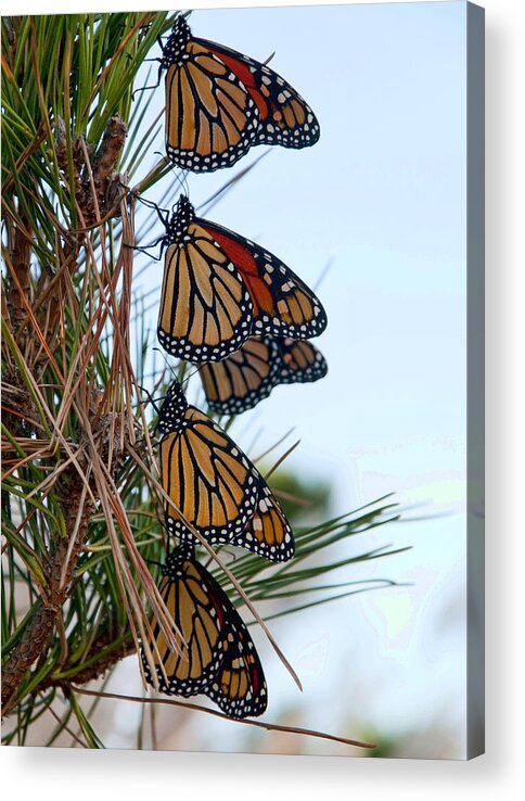 Monarch Acrylic Print featuring the photograph Stacked by Cathy Kovarik