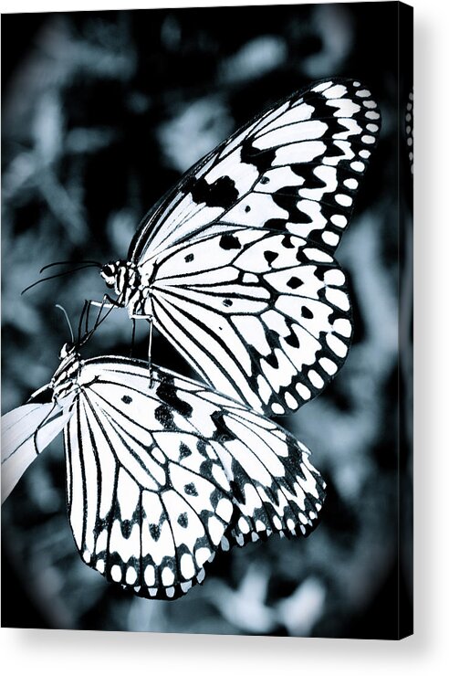 Butterfly Acrylic Print featuring the photograph Tender touch by Jocelyn Kahawai