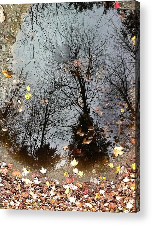 Art Acrylic Print featuring the photograph Through The Looking Glass by Elijah Brook