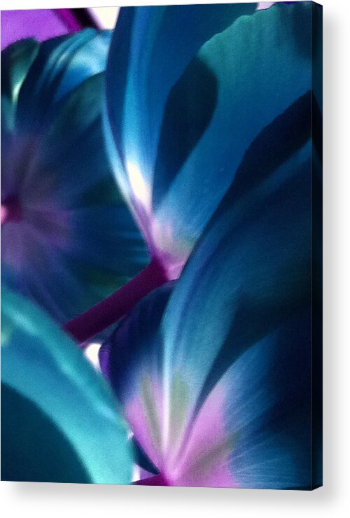 Blue Acrylic Print featuring the photograph Tulip Blues by Kathy Corday