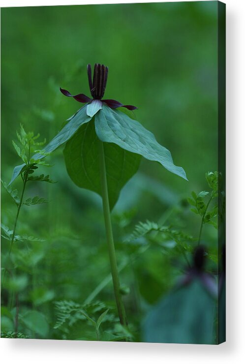 Trillium Stamineum Acrylic Print featuring the photograph Twisted Trillium by Daniel Reed