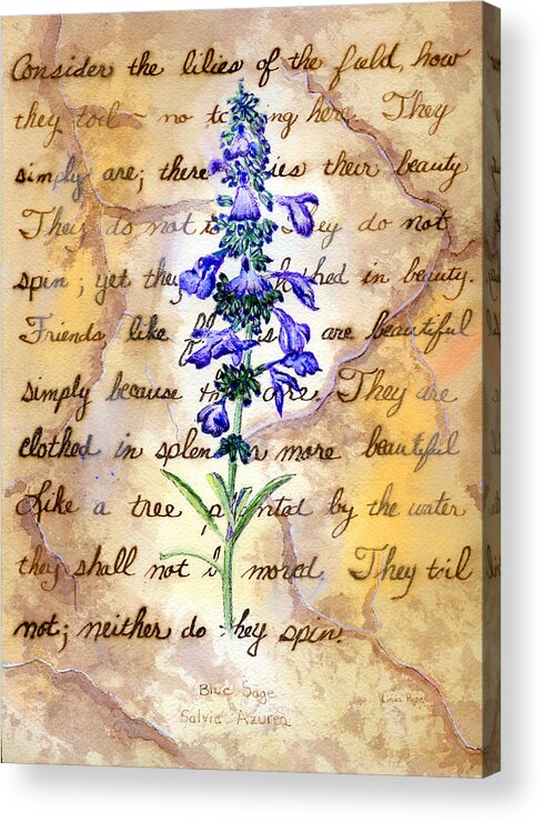 Flower Acrylic Print featuring the drawing Wild Sage by Linda Pope