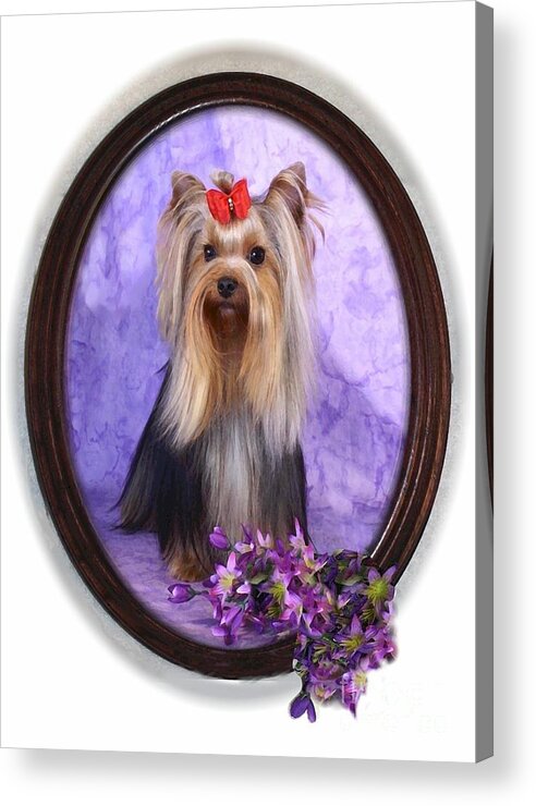 Yorkie Acrylic Print featuring the digital art Yorkie with Violets by Maxine Bochnia