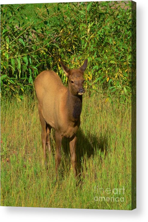 Young Acrylic Print featuring the photograph Young Elk by Kathleen Struckle