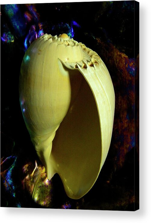 Frank Wilson Acrylic Print featuring the photograph  Voluta amphora Seashell by Frank Wilson