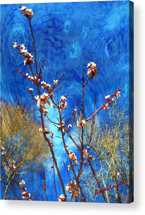 El Valle Acrylic Print featuring the photograph Apricot Blossoms El Valle #1 by Anastasia Savage Ealy