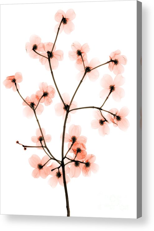 Tree Acrylic Print featuring the photograph Flowering Dogwood X-ray #2 by Ted Kinsman