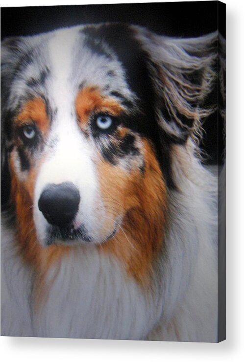 Workdog Acrylic Print featuring the photograph Riley #1 by Antonia Citrino