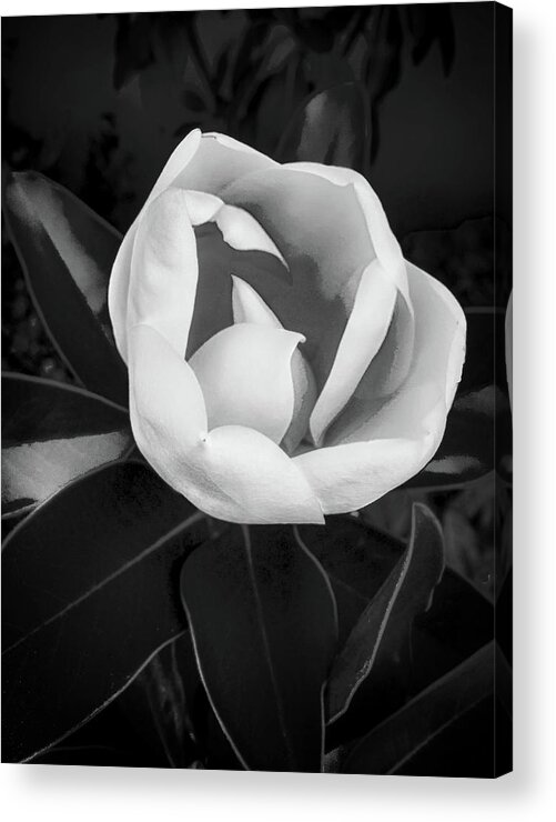 Flower Acrylic Print featuring the photograph Sweet Magnolia #1 by Joseph Hollingsworth