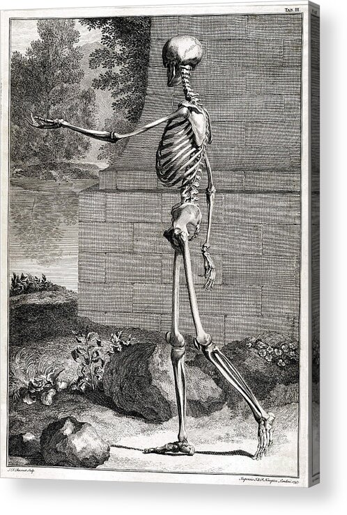 Science Acrylic Print featuring the photograph 18th Century Anatomical Engraving #12 by Science Source
