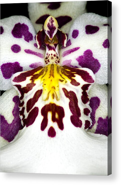 Orchid Acrylic Print featuring the photograph Exotic Orchid Flower #12 by C Ribet