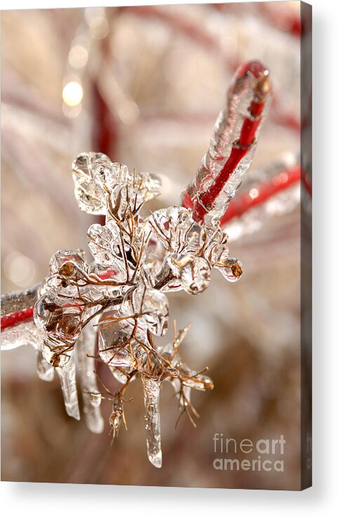 Icy Acrylic Print featuring the photograph Icy Branches #2 by JT Lewis