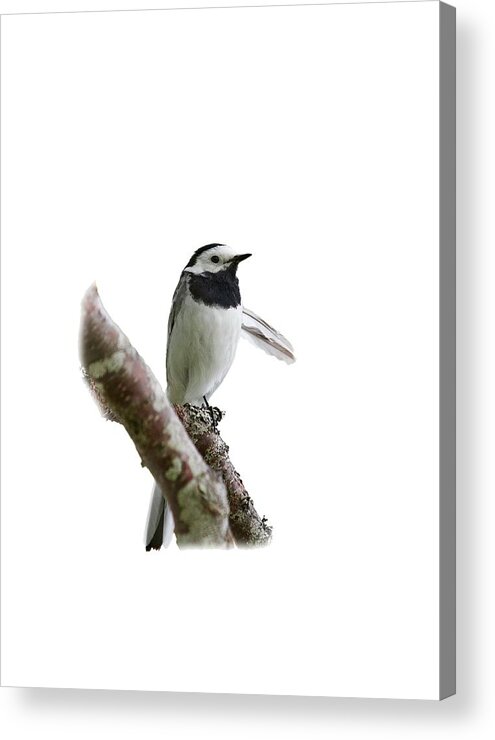 Finland Acrylic Print featuring the photograph White wagtail with transparent background by Jouko Lehto