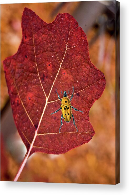 Spot Acrylic Print featuring the photograph A Spot of Yellow on a Leaf by Douglas Barnett