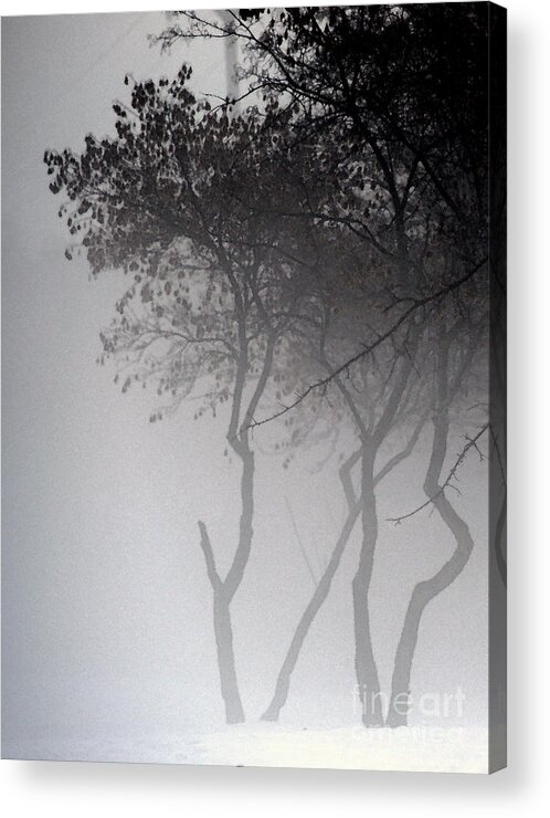 Trees Acrylic Print featuring the photograph A Walk Through The Mist by Linda Shafer