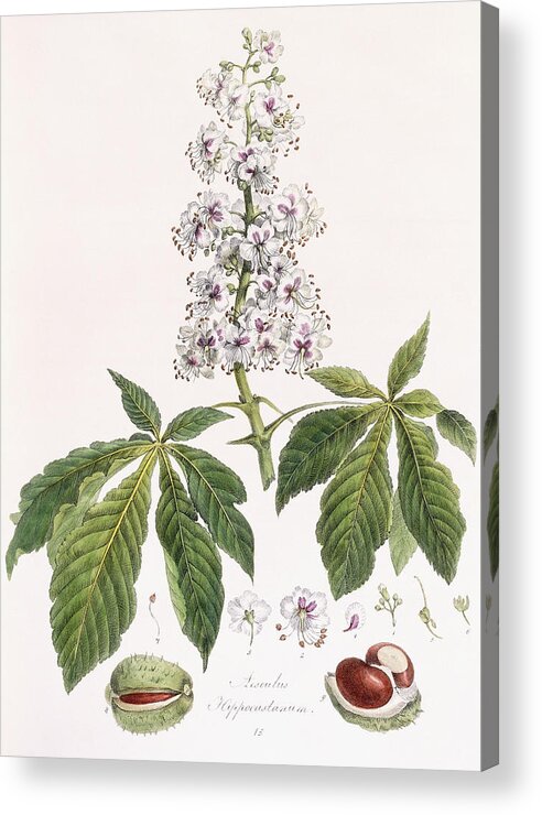 Still-life Acrylic Print featuring the painting Aesculus Hippocastanum by German School