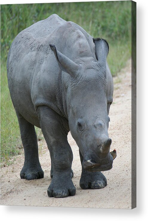 Rhino Acrylic Print featuring the photograph African Rhino by Suanne Forster