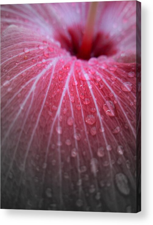 Flowers Acrylic Print featuring the photograph After the Rain by Amanda Vouglas