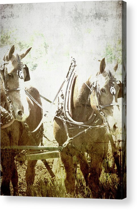 Horse Acrylic Print featuring the photograph Almost Quitting Time by Char Szabo-Perricelli