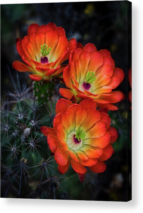Claret Cup Cactus Acrylic Print featuring the photograph Amazing Orange by Saija Lehtonen